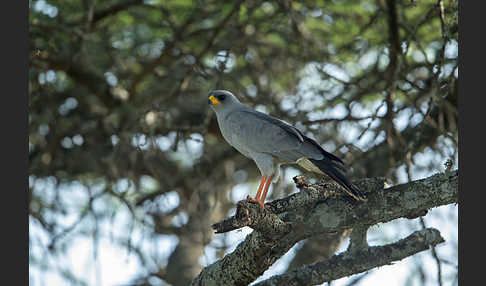 Weißbürzel-Singhabicht (Melierax poliopterus)