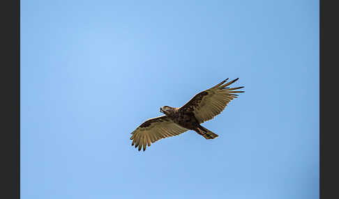 Einfarb-Schlangenadler (Circaetus cinereus)