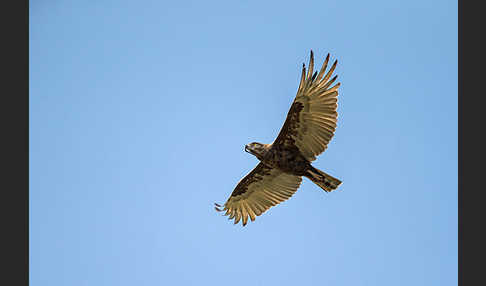 Einfarb-Schlangenadler (Circaetus cinereus)