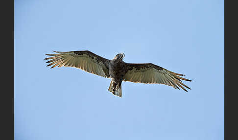 Einfarb-Schlangenadler (Circaetus cinereus)