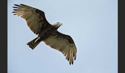 Einfarb-Schlangenadler (Circaetus cinereus)