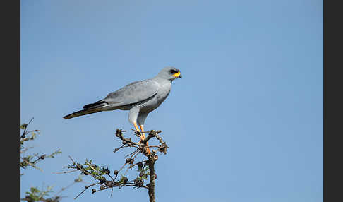 Weißbürzel-Singhabicht (Melierax poliopterus)