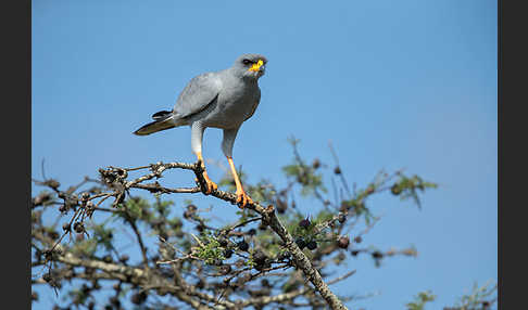 Weißbürzel-Singhabicht (Melierax poliopterus)