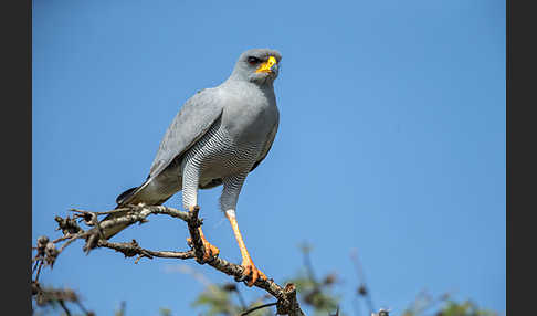 Weißbürzel-Singhabicht (Melierax poliopterus)