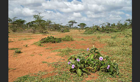 Aethiopien (Ethiopia)