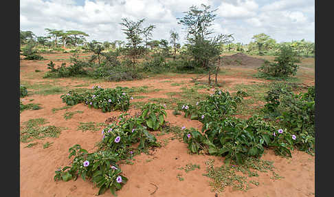 Aethiopien (Ethiopia)