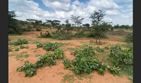 Aethiopien (Ethiopia)