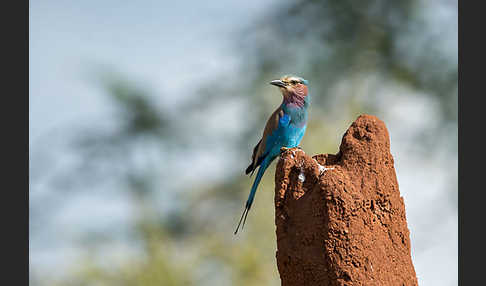 Senegalracke (Coracias abyssinicus)