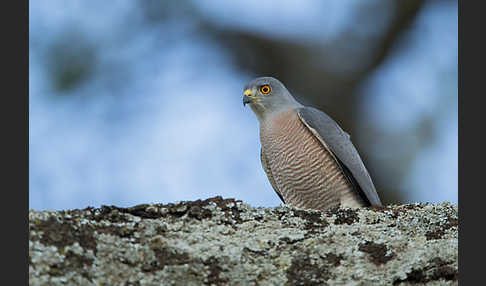 Schikrasperber (Accipiter badius)