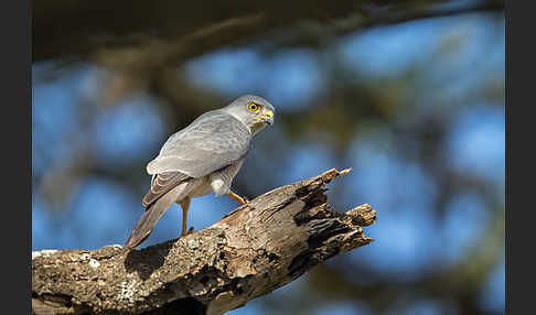 Schikrasperber (Accipiter badius)