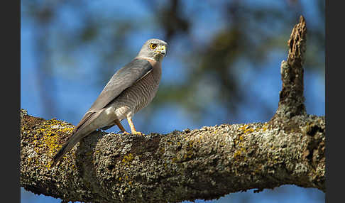 Schikrasperber (Accipiter badius)