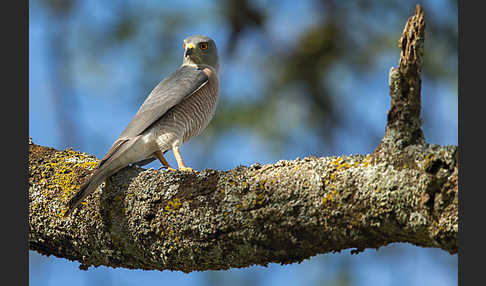 Schikrasperber (Accipiter badius)