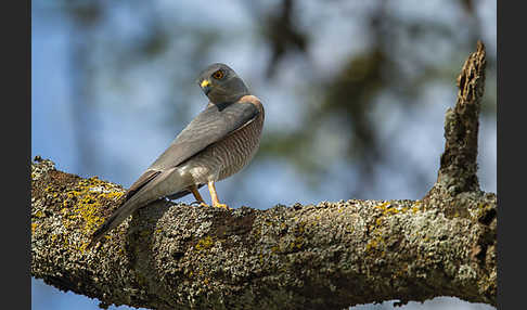 Schikrasperber (Accipiter badius)