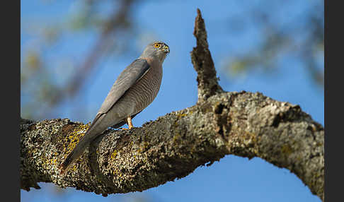 Schikrasperber (Accipiter badius)