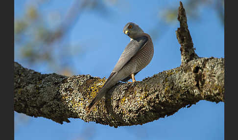 Schikrasperber (Accipiter badius)