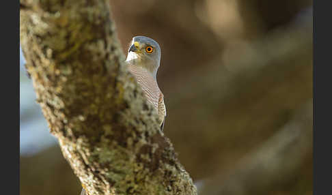 Schikrasperber (Accipiter badius)