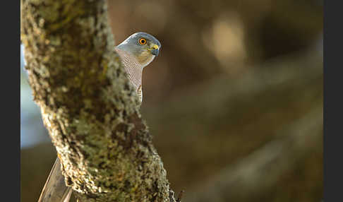 Schikrasperber (Accipiter badius)