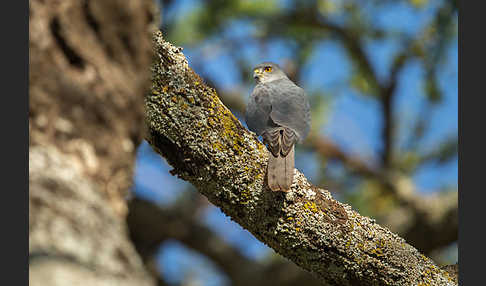 Schikrasperber (Accipiter badius)