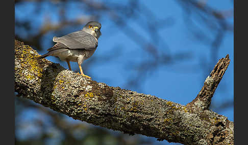 Schikrasperber (Accipiter badius)