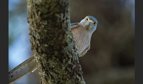 Schikrasperber (Accipiter badius)