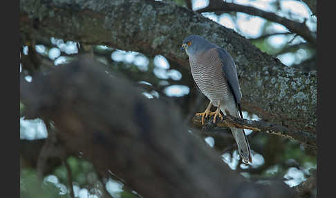 Schikrasperber (Accipiter badius)