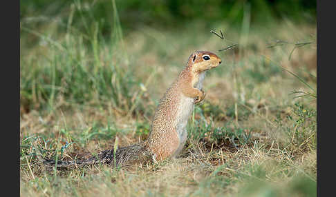 Ungestreiftes Borstenhörnchen (Xerus rutilus)