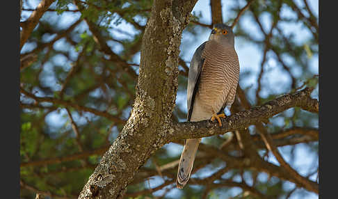 Schikrasperber (Accipiter badius)