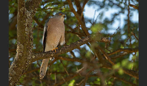 Schikrasperber (Accipiter badius)