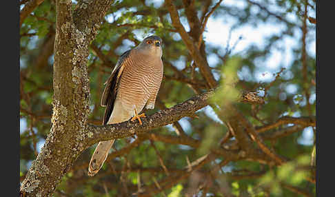 Schikrasperber (Accipiter badius)