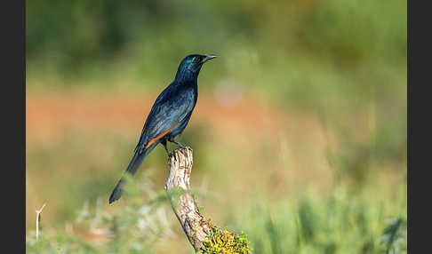 Rotschwingenstar (Onychognathus morio)