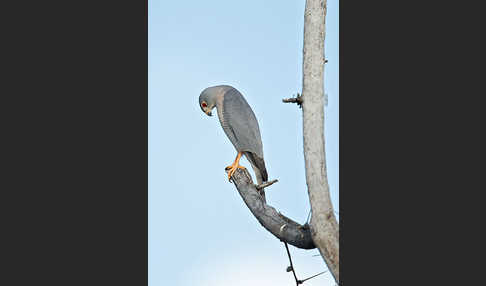 Schikrasperber (Accipiter badius)