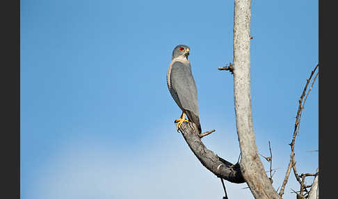 Schikrasperber (Accipiter badius)