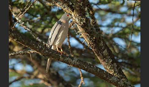 Schikrasperber (Accipiter badius)