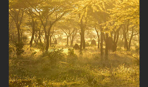 Aethiopien (Ethiopia)