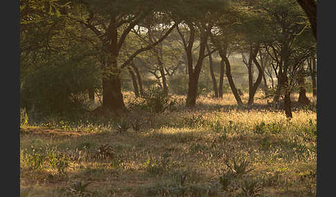 Aethiopien (Ethiopia)