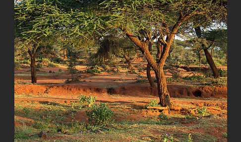 Aethiopien (Ethiopia)