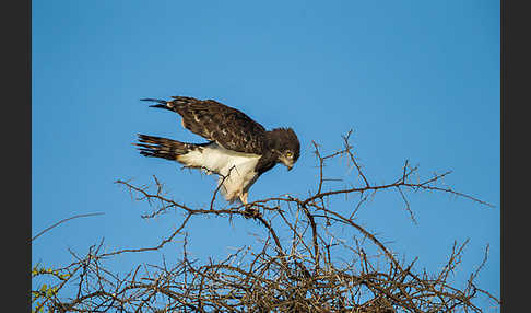 Schwarzbrustschlangenadler (Circaetus pectoralis)