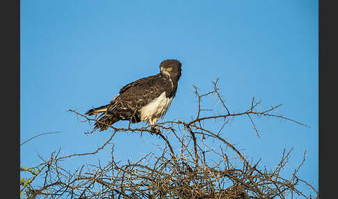 Schwarzbrustschlangenadler (Circaetus pectoralis)