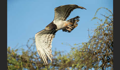 Schwarzbrustschlangenadler (Circaetus pectoralis)