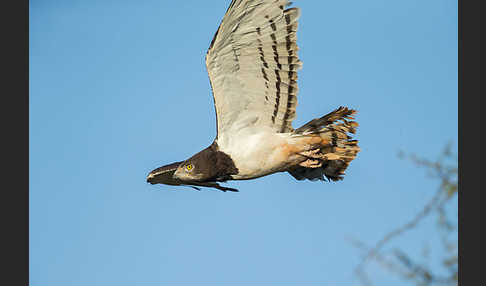 Schwarzbrustschlangenadler (Circaetus pectoralis)