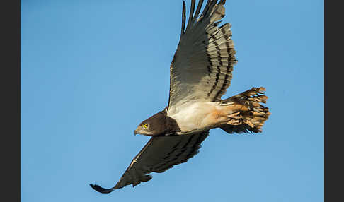 Schwarzbrustschlangenadler (Circaetus pectoralis)