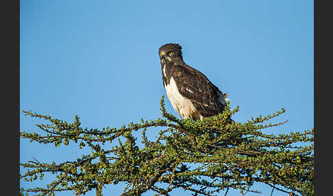 Schwarzbrustschlangenadler (Circaetus pectoralis)