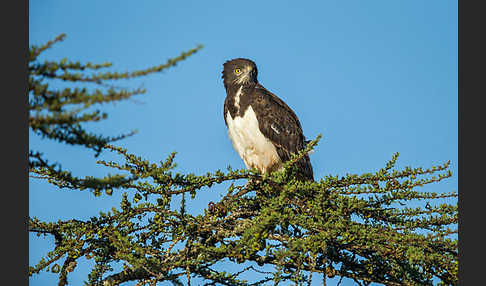 Schwarzbrustschlangenadler (Circaetus pectoralis)