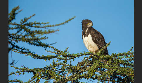 Schwarzbrustschlangenadler (Circaetus pectoralis)