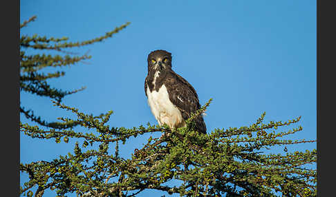 Schwarzbrustschlangenadler (Circaetus pectoralis)