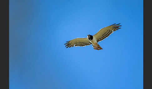 Schwarzbrustschlangenadler (Circaetus pectoralis)