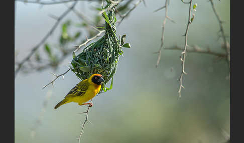 Dorfweber (Ploceus cucullatus)