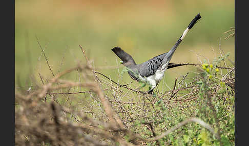 Weißbauch-Lärmvogel (Corythaixoides leucogaster)