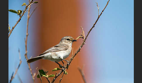 Grauschnäpper (Muscicapa striata)