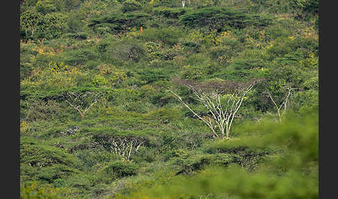 Aethiopien (Ethiopia)